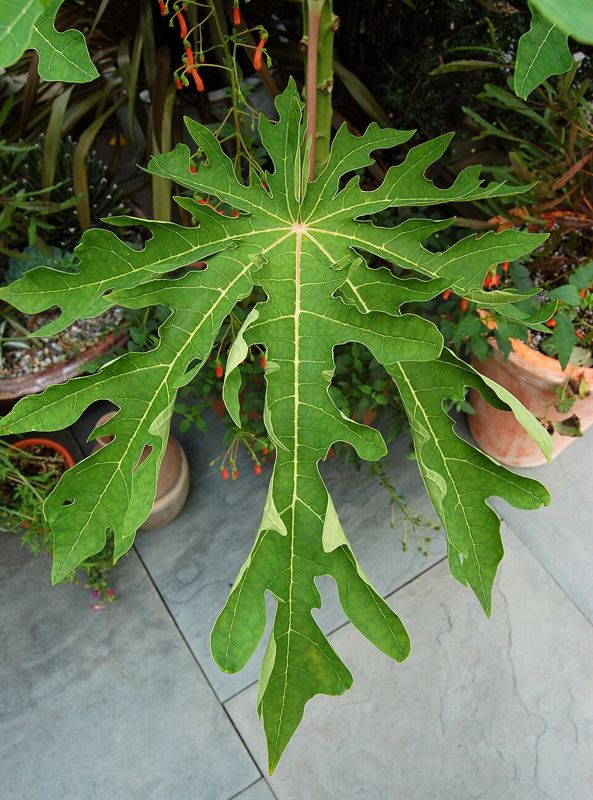 Papaya