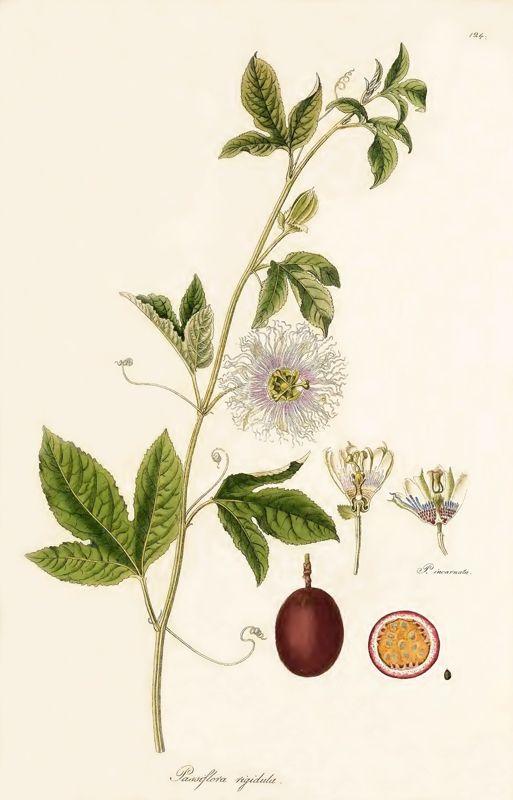 Passion fruit