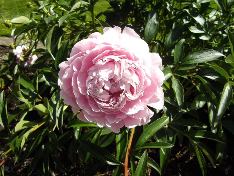 Peony