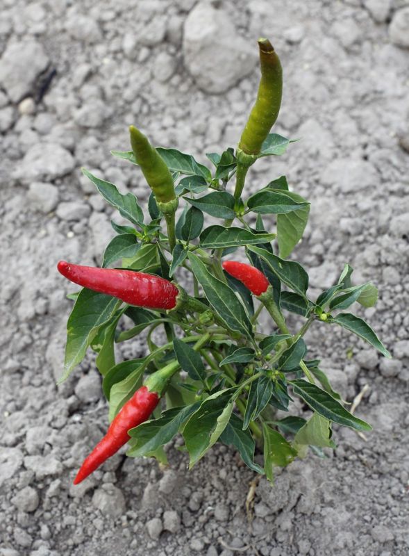 Pepper (Sweet & Hot)