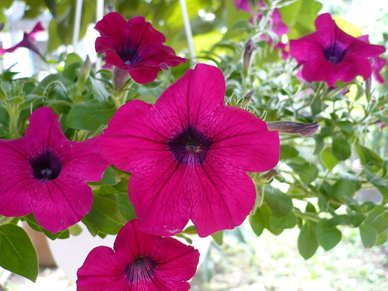 Petunia