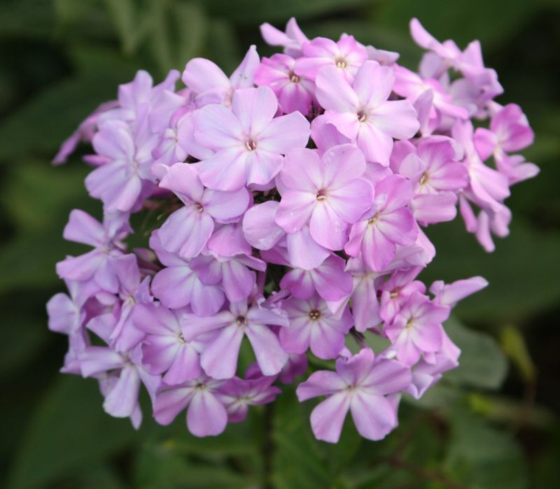 Phlox