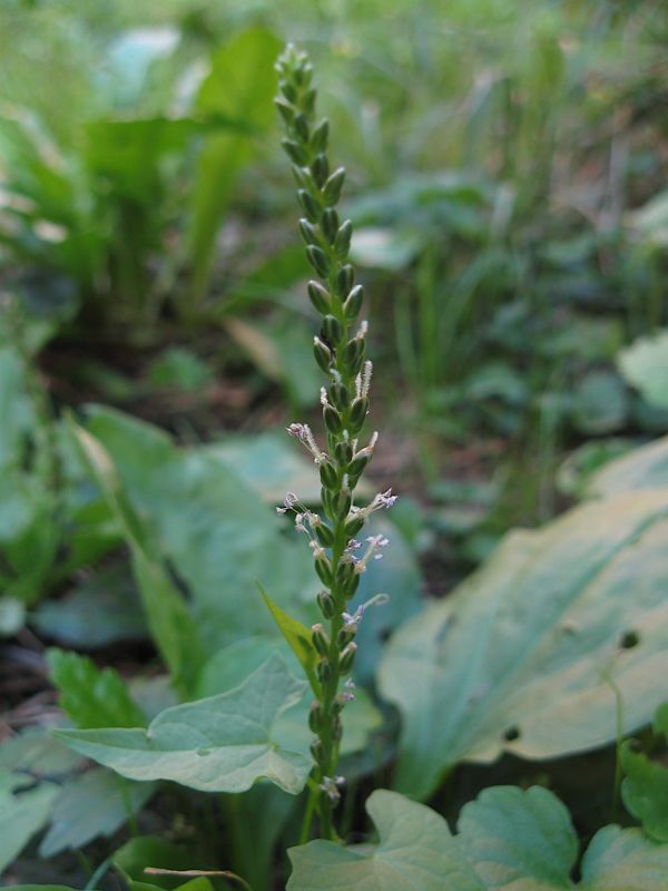 Plantain (Broadleaf)