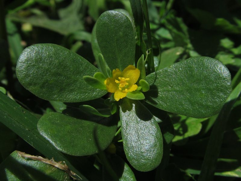 Purslane