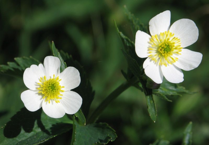 Ranunculus