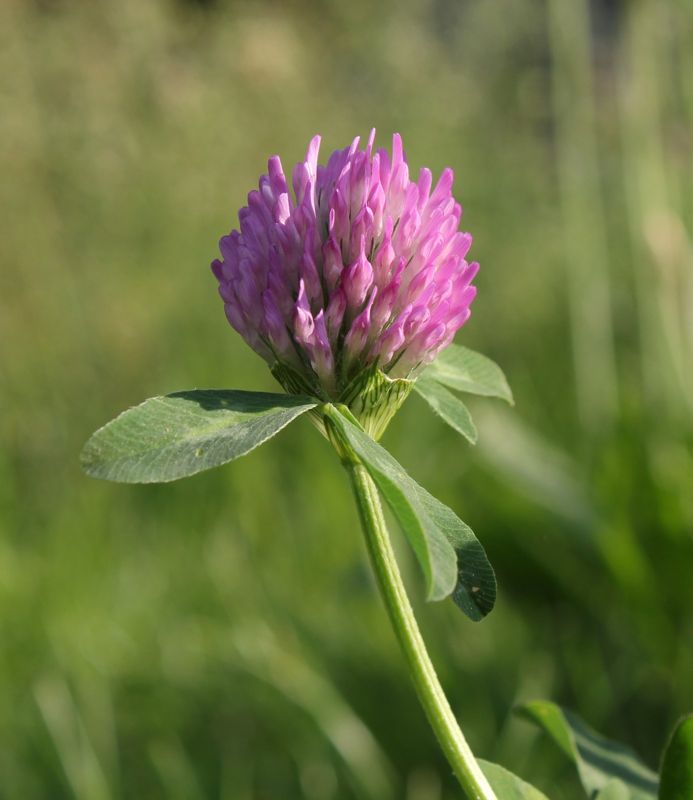 Red clover
