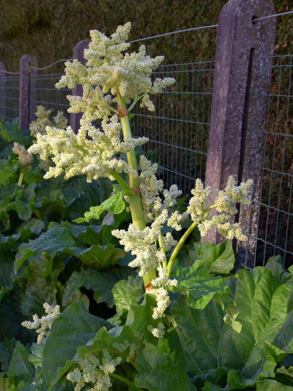 Rhubarb