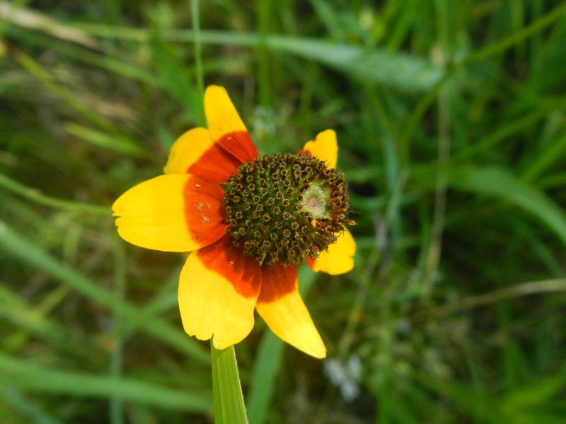 Rudbeckia