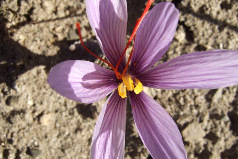 Saffron crocus