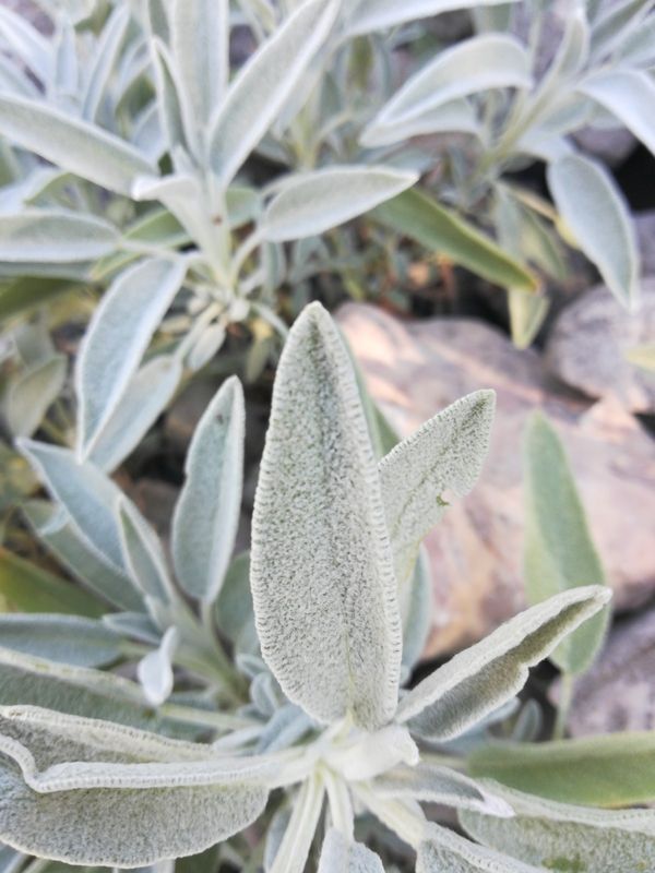 Sage