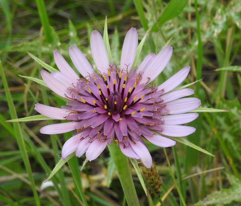 Salsify