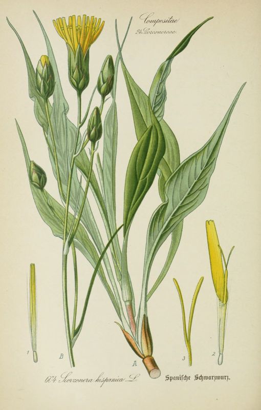 Scorzonera