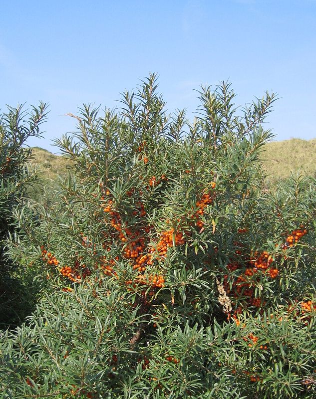 Sea buckthorn