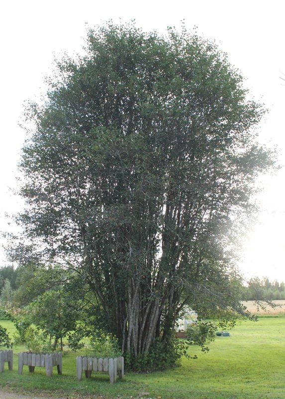 Serviceberry