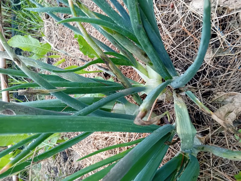 Shallot
