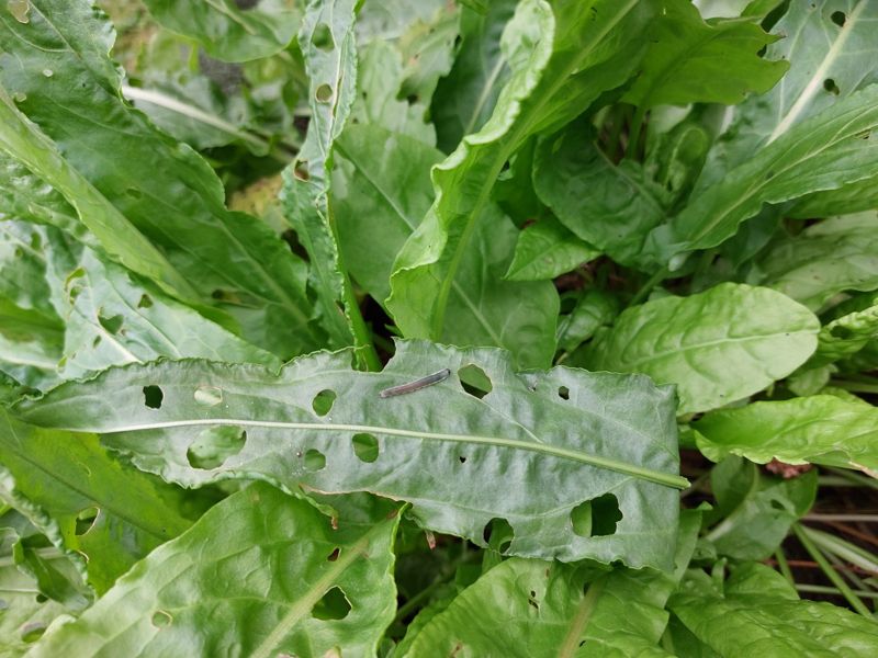 Sorrel