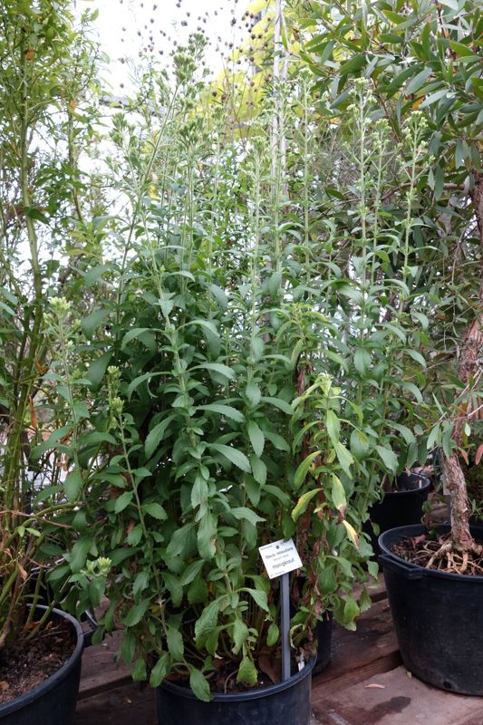 Stevia