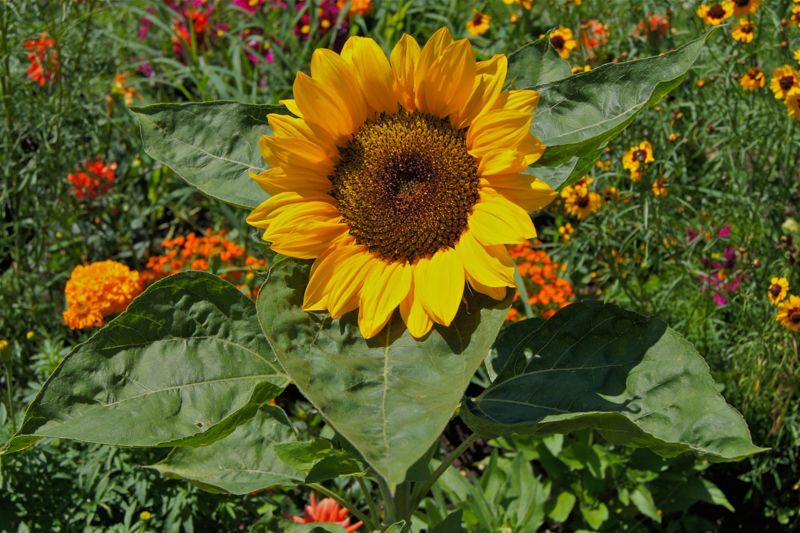 Sunflower