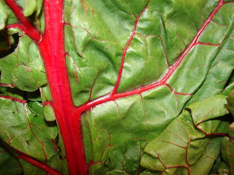 Swiss chard