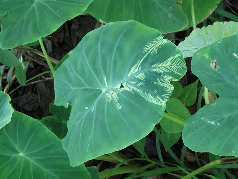 Taro