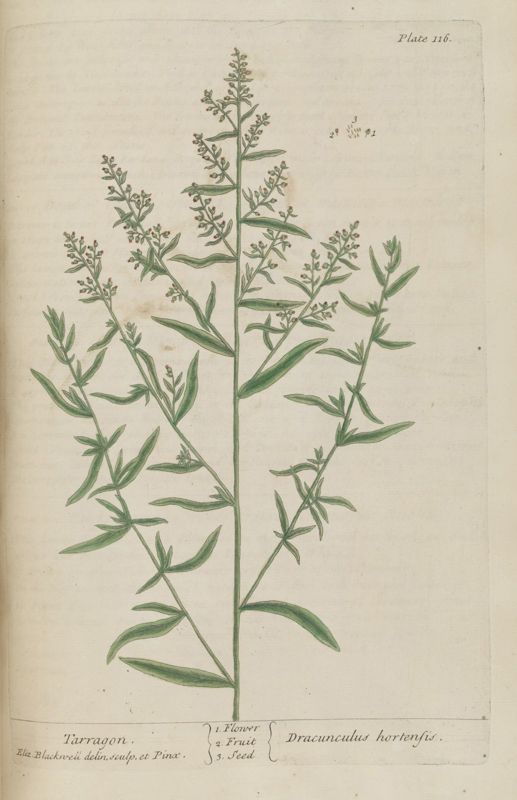 Tarragon