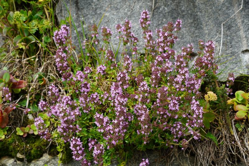 Thyme