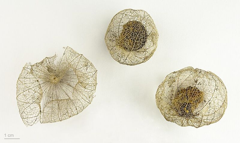 Tomatillo