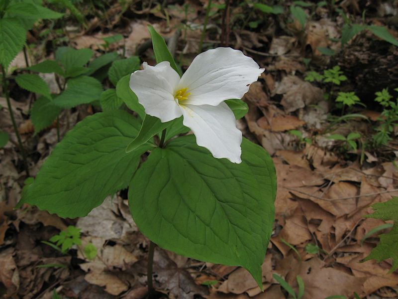 Trillium