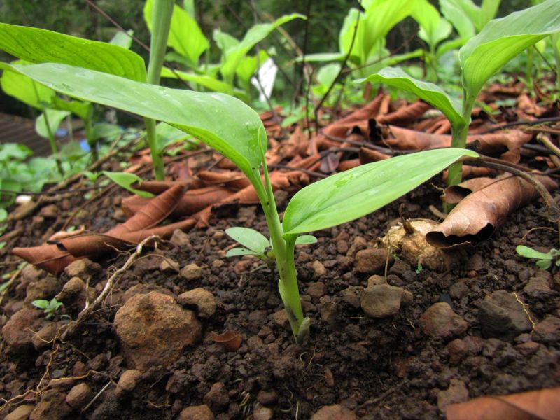 Turmeric