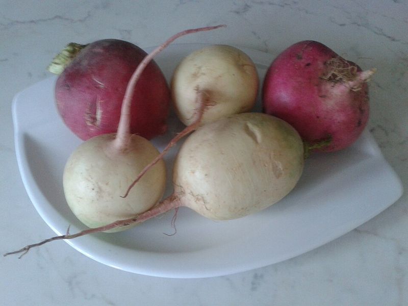 Turnip
