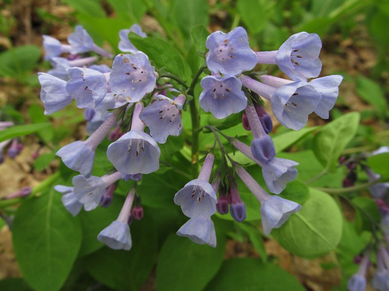 Virginia bluebells