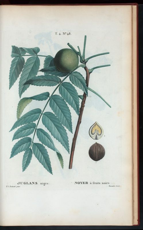 Walnut