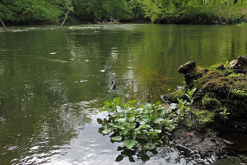 Watercress