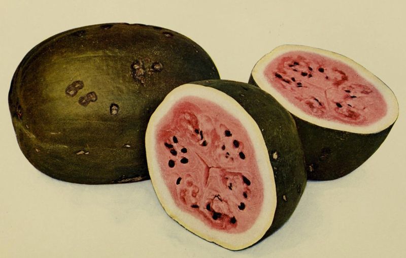 Watermelon