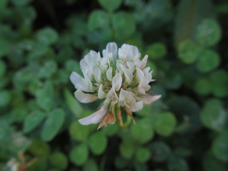 White clover