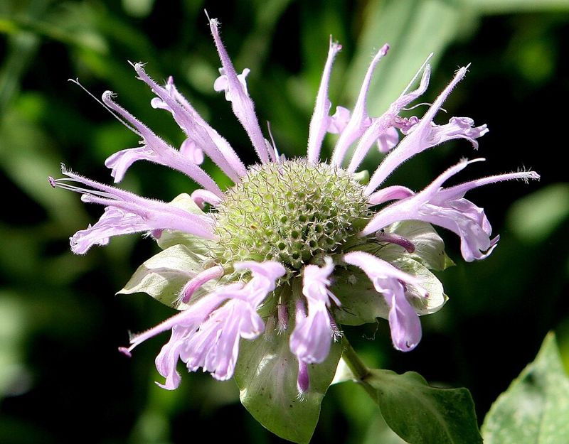 Wild bergamot