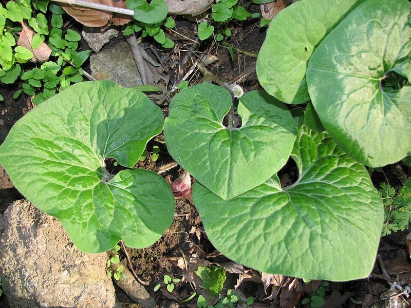 Wild ginger