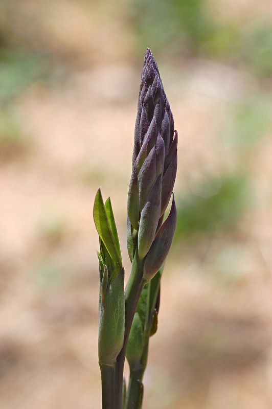 Wild indigo