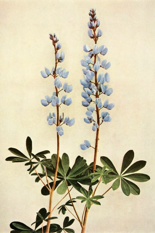 Wild lupine