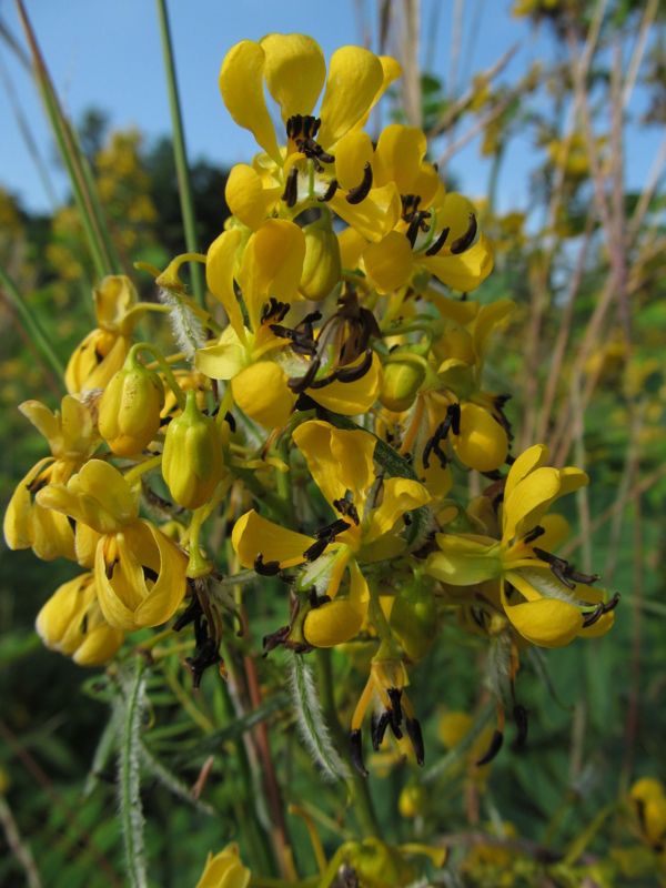 Wild senna