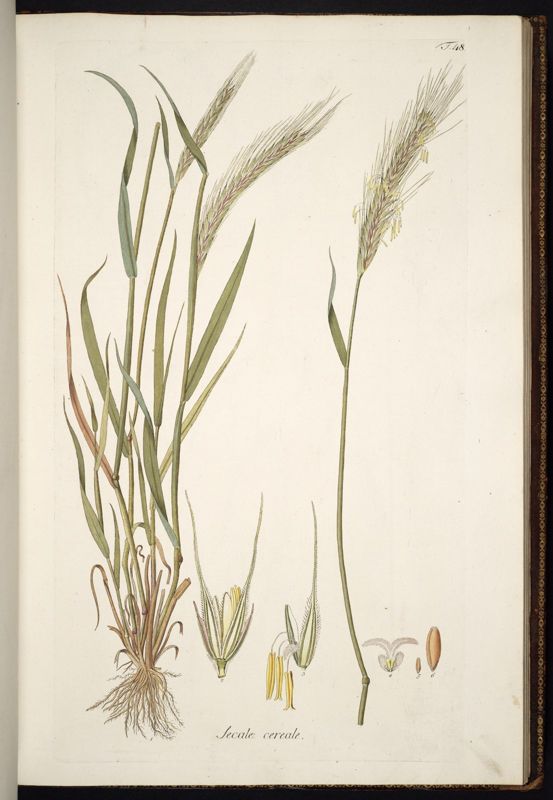 Winter rye