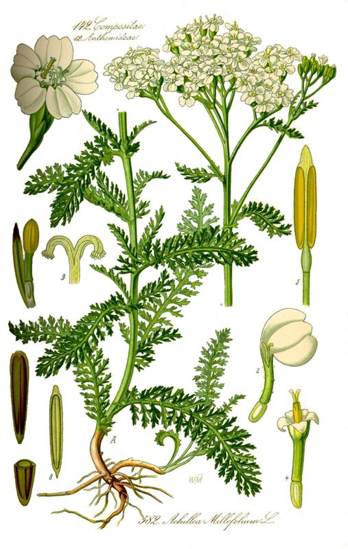 Yarrow