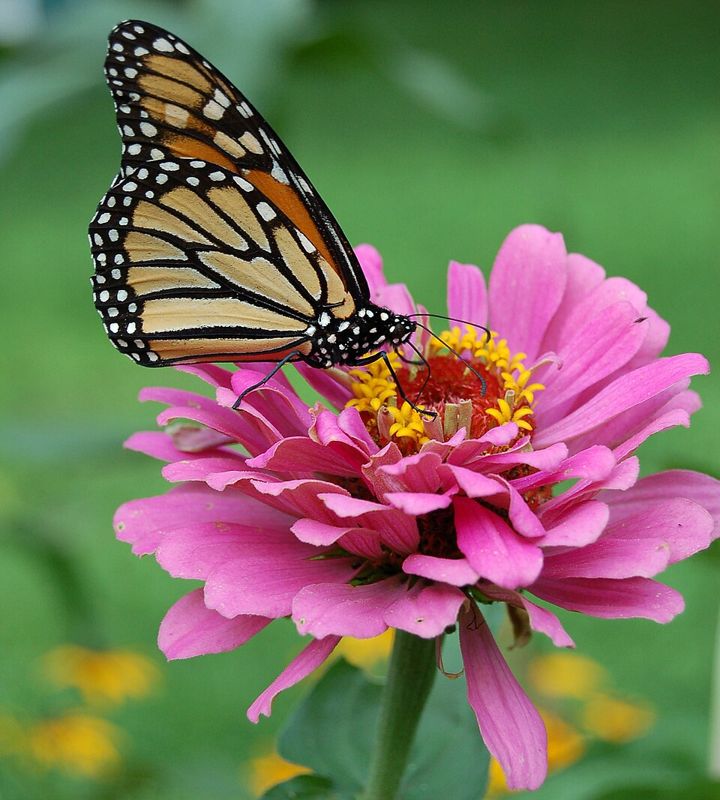 Zinnia