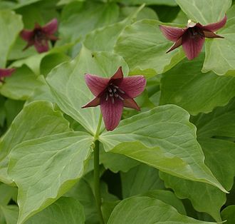 Trillium