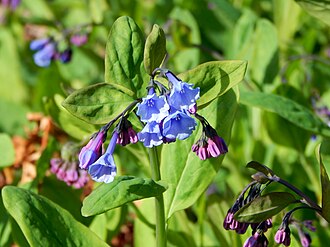 Virginia bluebells