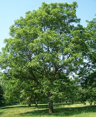 Walnut