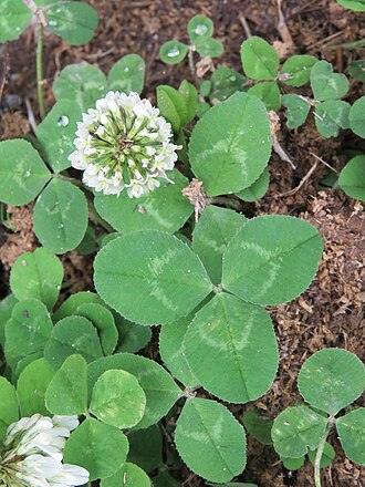White clover