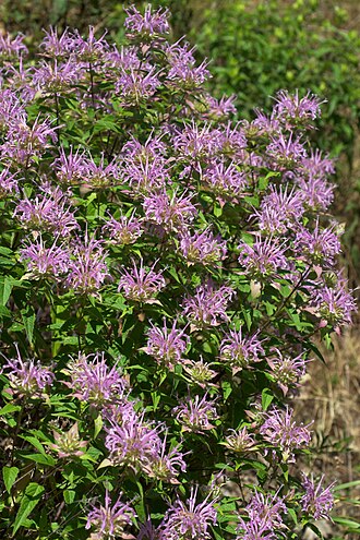 Wild bergamot