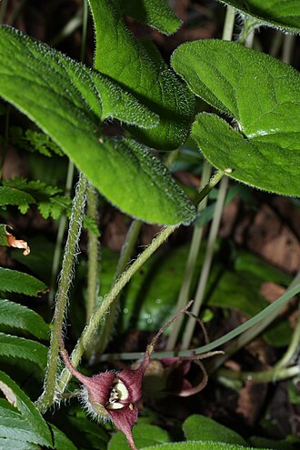 Wild ginger