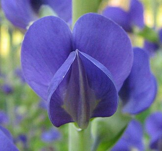 Wild indigo
